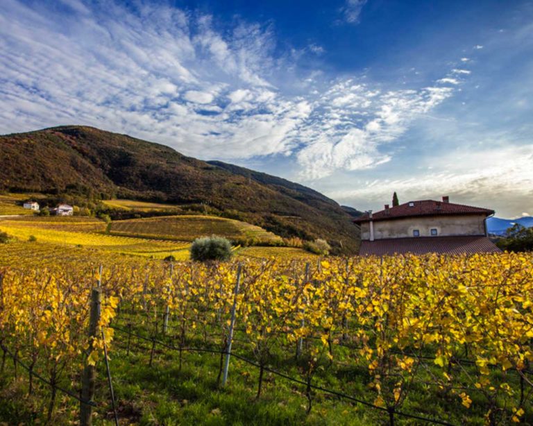 Bellaveder - Movimento Turismo del Vino Trentino Alto Adige