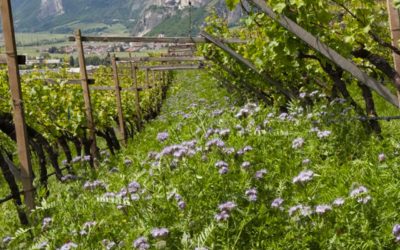 Bellaveder - Movimento Turismo del Vino Trentino Alto Adige