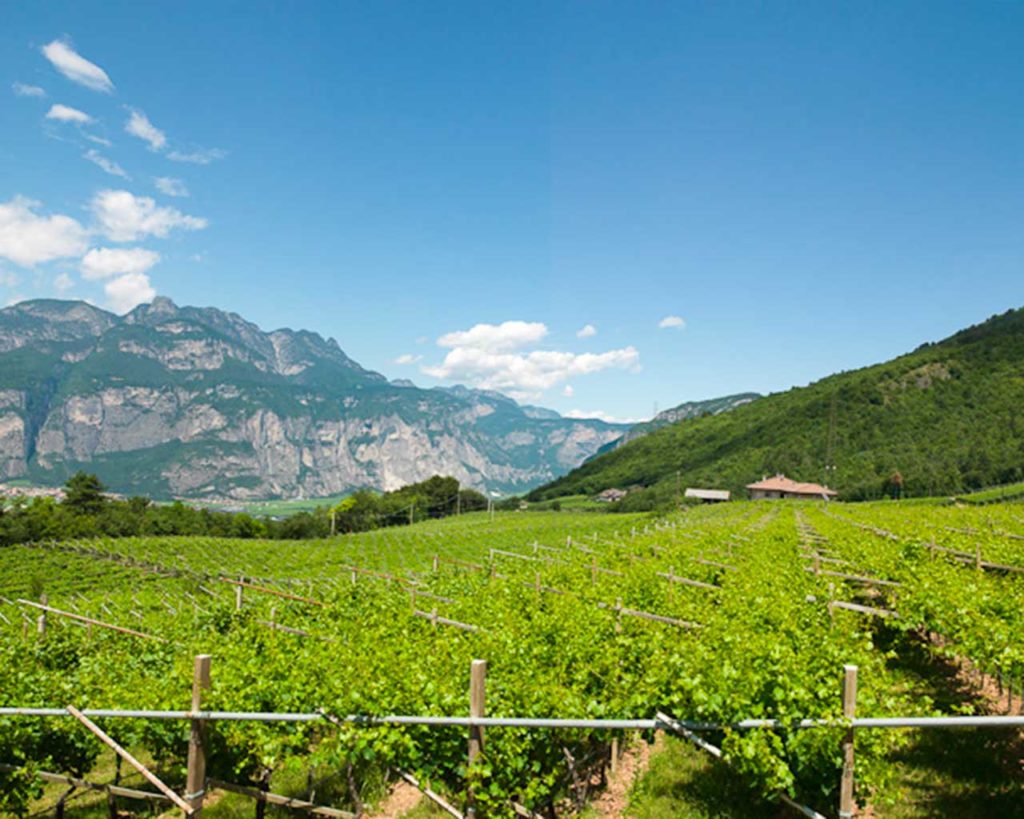 Cantina La-Vis - Movimento Turismo del Vino Trentino Alto Adige