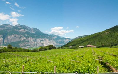 Cantina La-Vis - Movimento Turismo del Vino Trentino Alto Adige