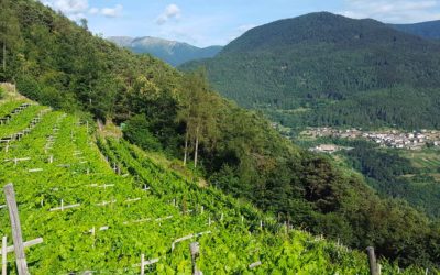 Cembra - Movimento Turismo del Vino Trentino Alto Adige
