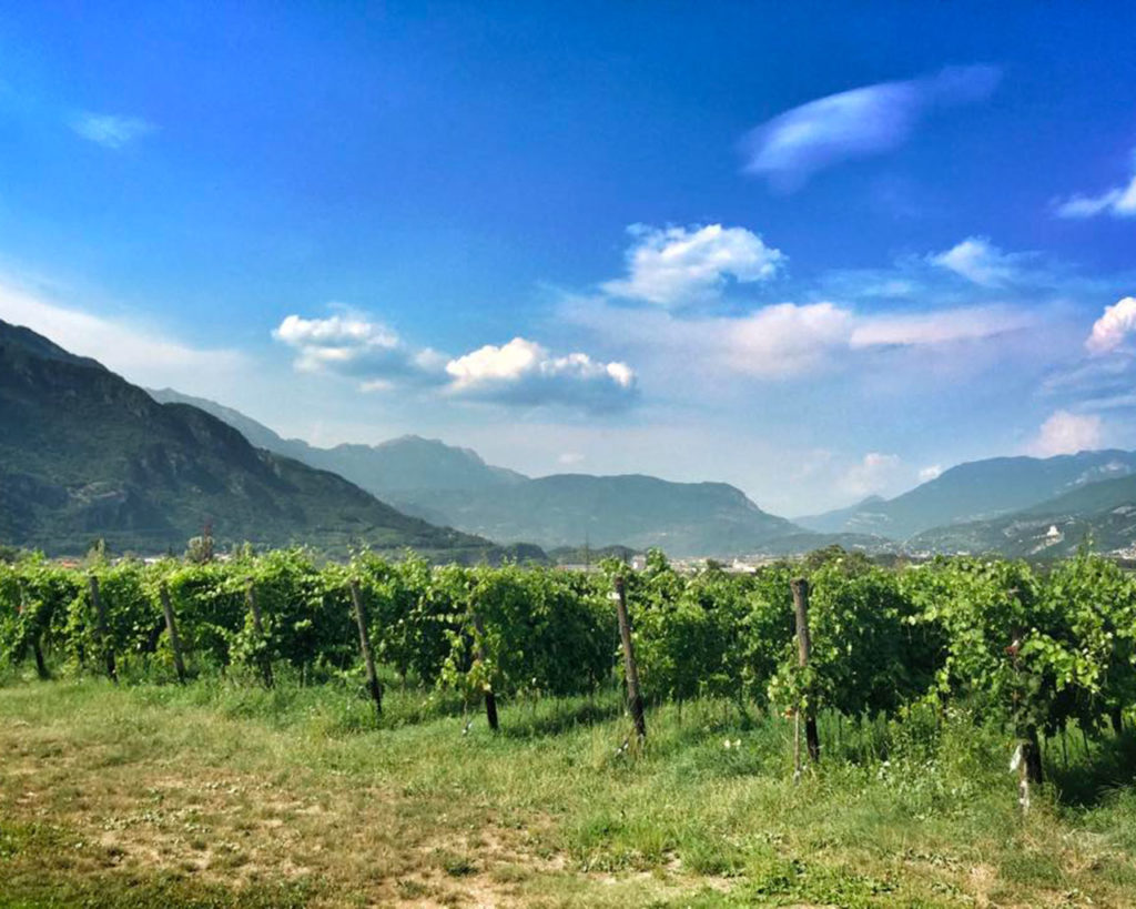 Cantina Mori Colli Zugna - Movimento Turismo del Vino Trentino Alto Adige