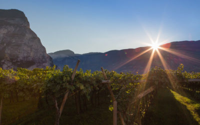 Roveré della Luna - Movimento Turismo del Vino Trentino Alto Adige