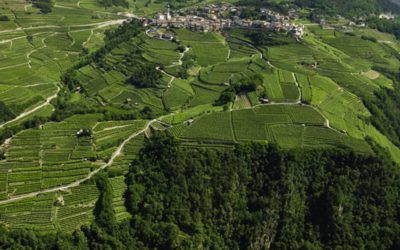 Corvée - Movimento Turismo del Vino Trentino Alto Adige